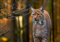 Luchs Fotolia 76731248 L