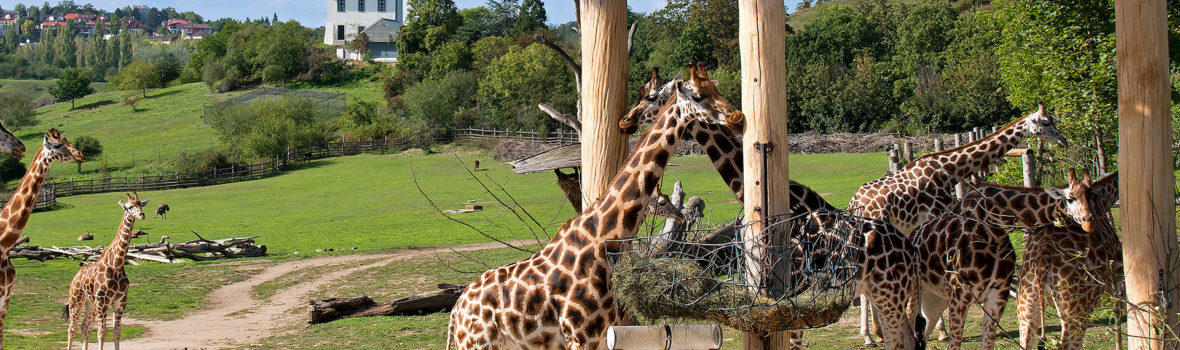 Bahnfahrt mit Kindern zum Prager Zoo