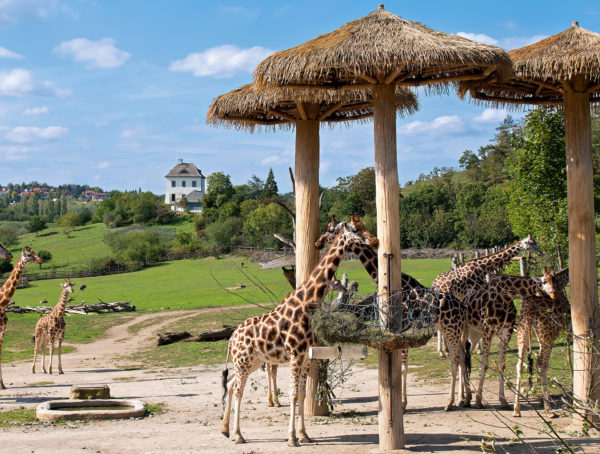 Bahnfahrt mit Kindern zum Prager Zoo