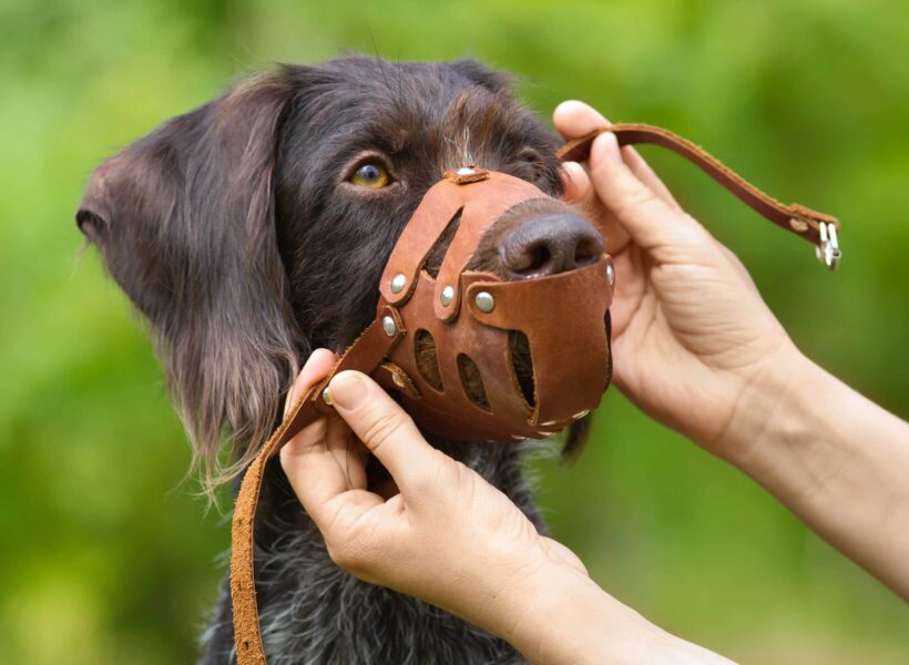 Mitnahme von Hunden im alex