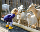 Kleinkind das sich zu ein paar Ziegen hinter einem Zaun beugt