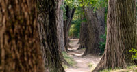 Regensburg poplar alley