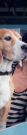 Hund Zug 100x500