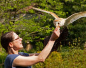 Grafenwiesen greifvogelpark flugschau