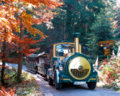 Die Bocklbahn fährt durch den herbstlich gefärbten Wald in Richtung Arbersee.