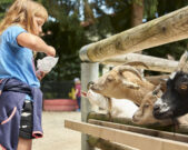 Ziegen fütterndes Mädchen im Tierpark Lohberg