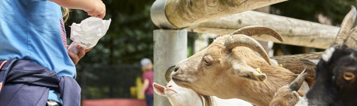 Tierpark Lohberg Ziegen füttern