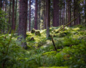 Goldsteig Etappe 1 bei Marktredwitz Foto Oberpfaelzer Wald Thomas Kujat