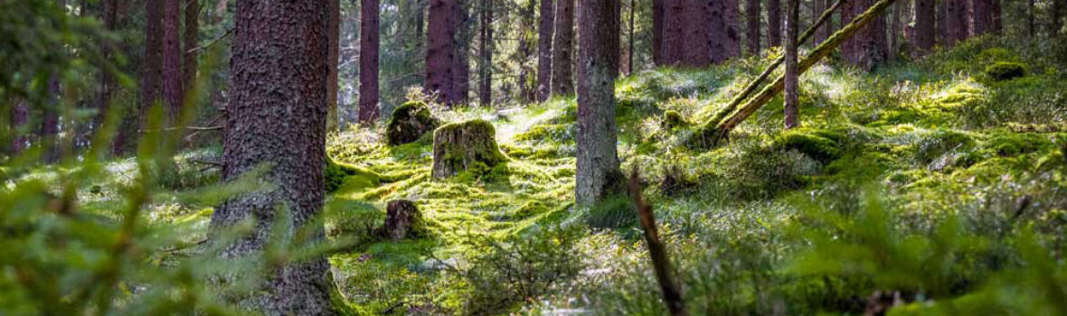 Goldsteig Etappe 1 bei Marktredwitz