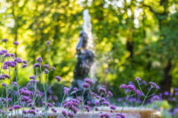 blühende lila Eisenkraut im Hintergrund der sprudelnde Tritonbrunnen im Max-Reger Park Weiden