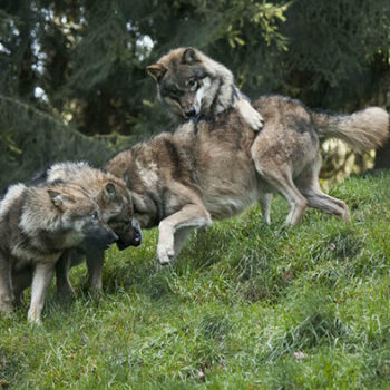 spielende Wölfe im Tierpark Lohberg