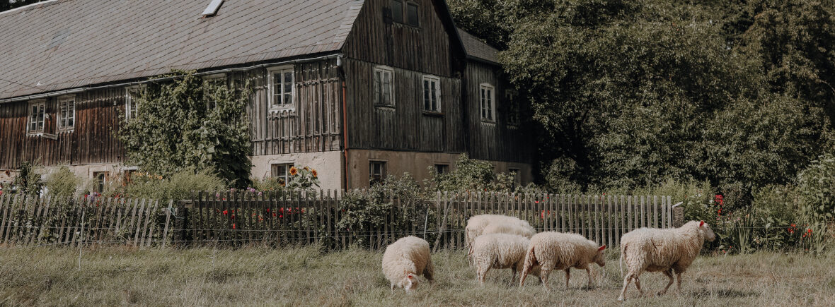 Ein altes Fachwerkhaus, im Vordergrund eine kleine Herde Schafe