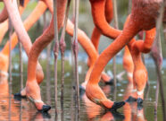 Flamingos vom Dresdner Zoo
