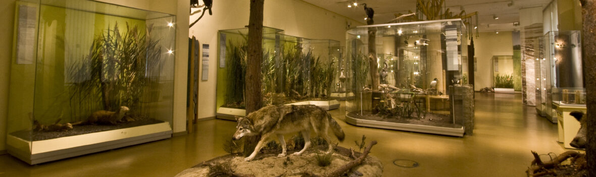trilex Muzeum przyrodnicze w Görlitz