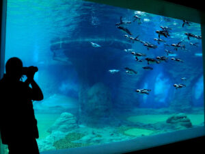 Person steht an großem Aquarium im Zoo und fotografiert die Fische