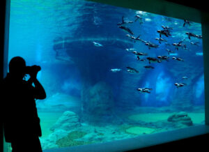 Person steht an großem Aquarium im Zoo und fotografiert die Fische