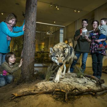 Trilex Ausflug Senckenbergmuseum Goerlitz Familie am Wolf