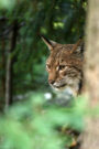 Luchs hinter Baum