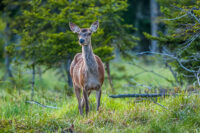 Rotwild im Grünen