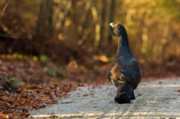 20161101 Auerhahn auerhuhn Rainer Simonis