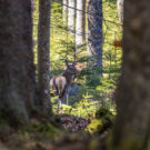 Hirsch im Wald