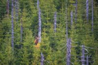 20171909 hirsch rothirsch brunft wildlife rainer simonis web