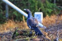 Auerhuhn am Grenzstein