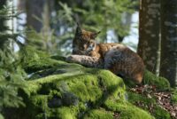 Luchs Nationalpark Rainer Simonis