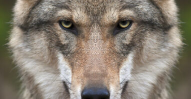 Das Gesicht eines Wolfes, der im Tier-Freigelände des Nationalparks Bayerischer Wald in Ludwigsthal im Haus zur Wildnis ist