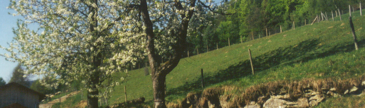 Apfelbluetenbaum und Mauer in Gotteszell