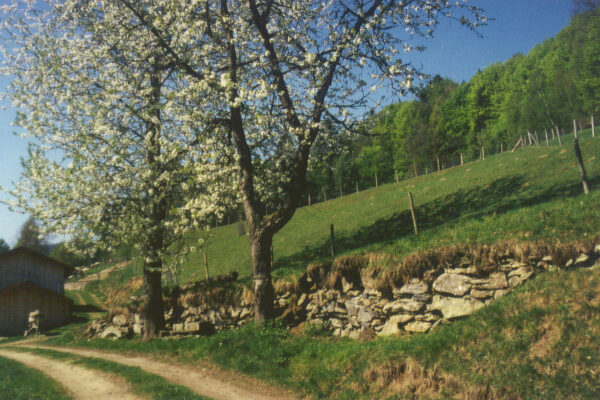 Apfelbluetenbaum und Mauer in Gotteszell