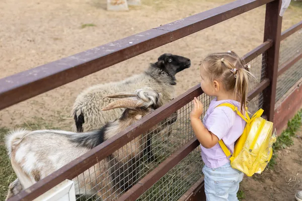 Kind betrachtet Ziegen und Schafe hinter einem Holzzaun im Hofgarten.