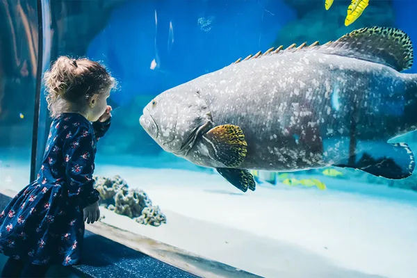 Kind betrachtet einen großen Fisch in einem Aquarium mit Korallen und blauem Wasser.