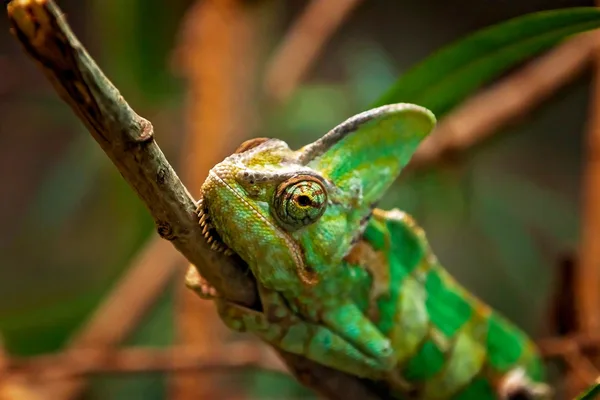 Grünes Chamäleon auf einem Ast, Nahaufnahme mit sichtbaren Details der Hautstruktur.“