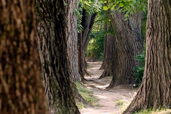 Schattiger Weg zwischen hohen, alten Bäumen mit dichtem Laub.