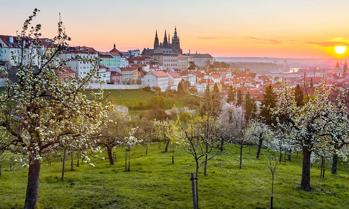 Blick auf die Prager Burg bei Sonnenuntergang, umgeben von blühenden Obstbäumen.