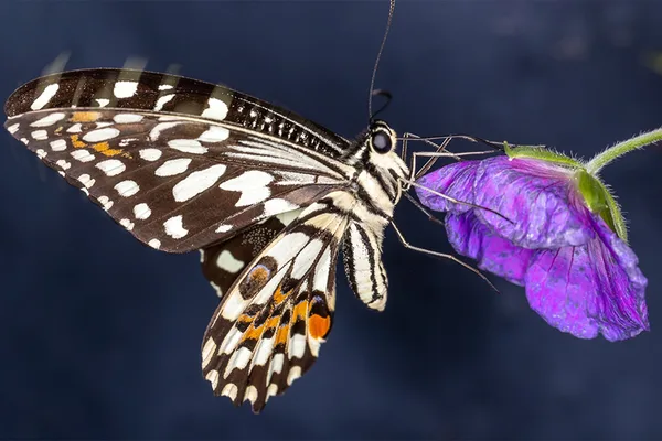 Nahaufnahme eines schwarz-weiß gemusterten Schmetterlings auf einer violetten Blüte.