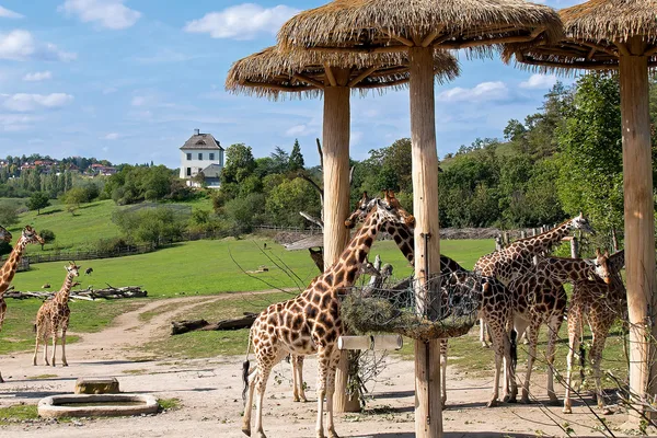 Mehrere Giraffen unter Strohdächern in einer weitläufigen grünen Landschaft mit Villa im Hintergrund.