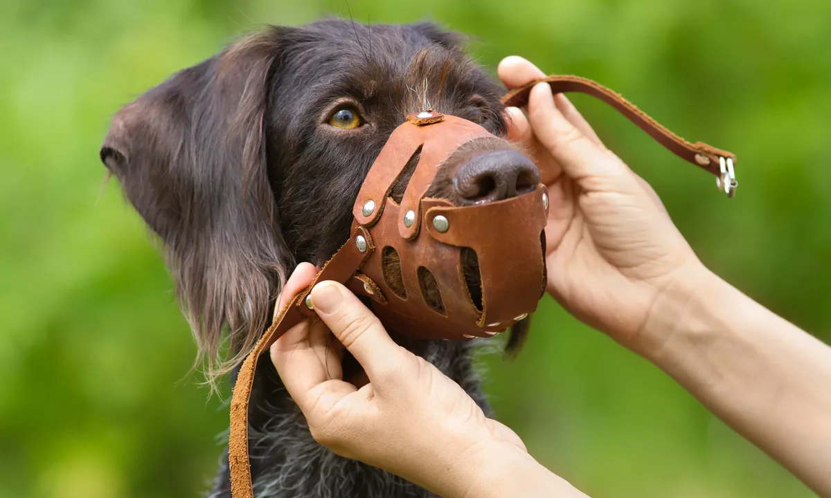 The image shows a brown-haired dog being fitted with a leather muzzle. Green nature is visible in the background.