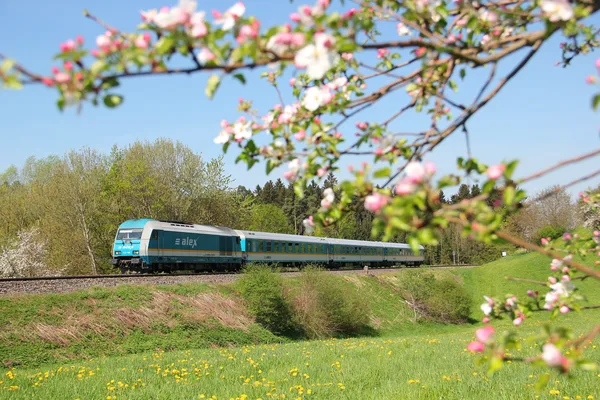 alex - Zug auf der Strecke im Frühling unterwegs.