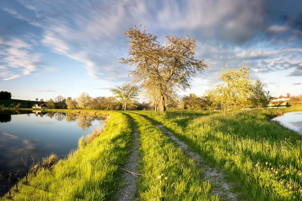 Schmaler Weg zwischen zwei Teichen, umgeben von Bäumen und Wiesen