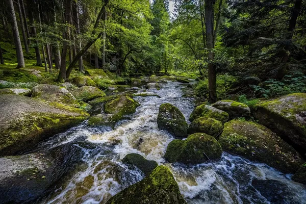 Das Bild zeigt ein Flussbett in einem Waldstück voller Steine, die aus dem Wasser ragen und mit Moos bedeckt sind.