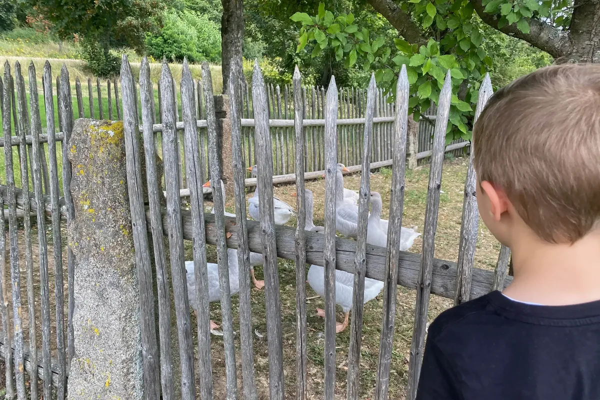 Kind steht vor einem Holzzaun und blickt auf Gänse in einem Gehege
