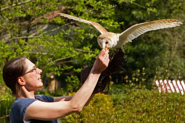 Eule fliegt auf eine Person zu, die Futter in der Hand hält
