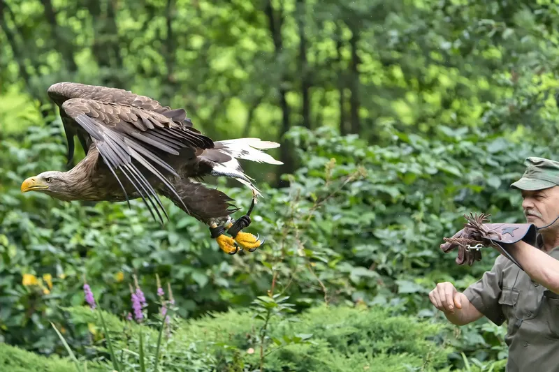 Greifvogel fliegt von einer Person weg in einer bewaldeten Umgebung
