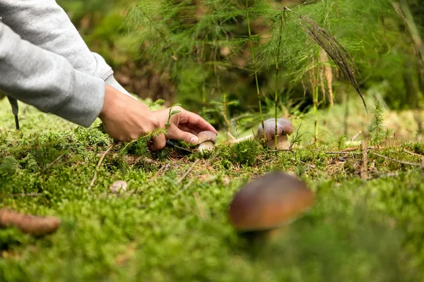 Nahaufnahme beim Pilzesammeln im Wald
