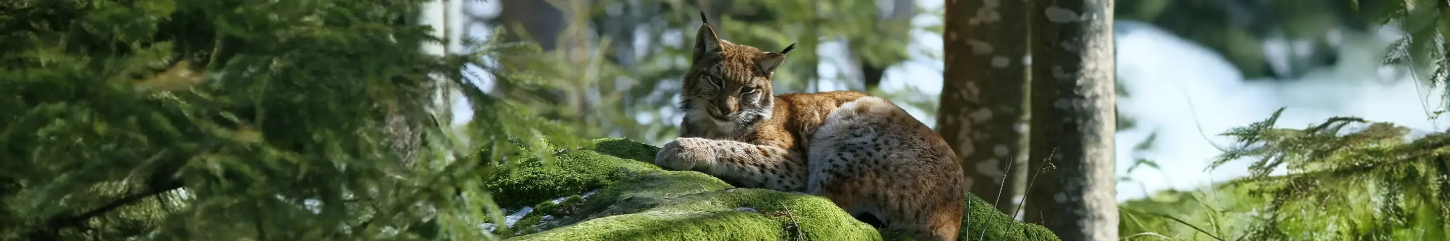 Ein Luchs liegt auf einem von Moos bewachsenen Felsen in einem Wald.