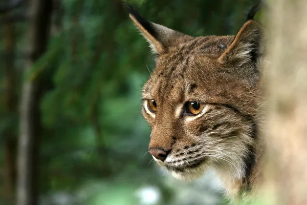 Ein Luchs schaut an einem Baumstamm vorbei.