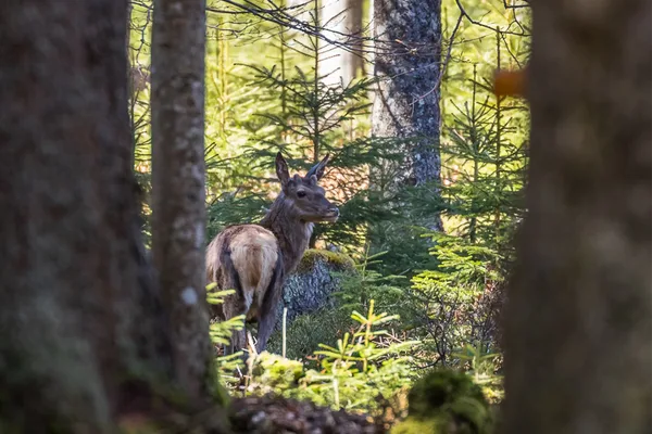 Ein Rothirsch-Weibchen dreht sich in Richtung Kamera um und blickt sich im Wald um.