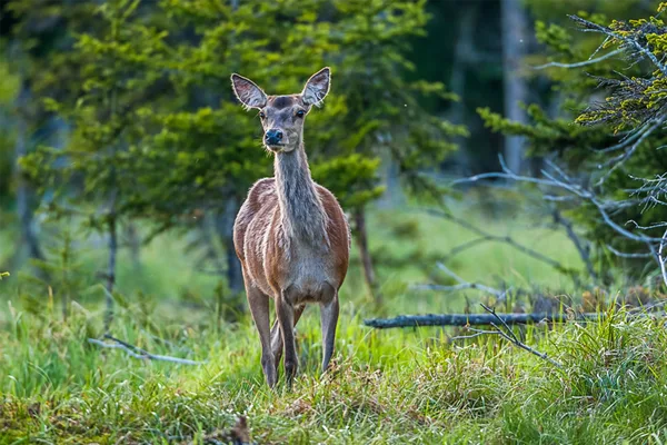 Ein Reh steht auf einer Wiese mit einzelnen Tannen und blickt in Richtung Kamera.